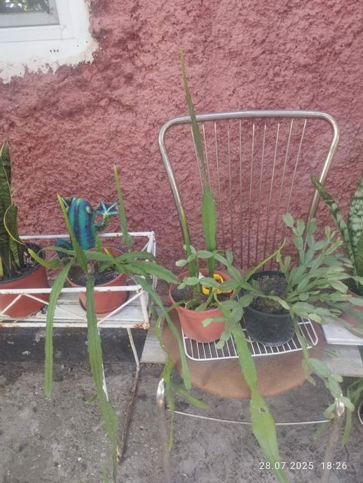 Продам недорого кімнатні рослини