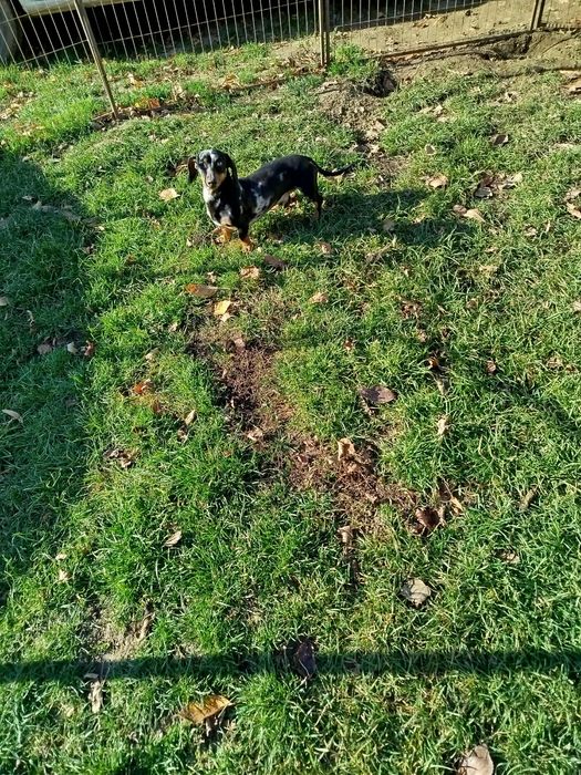 jamnik miniaturowy merle