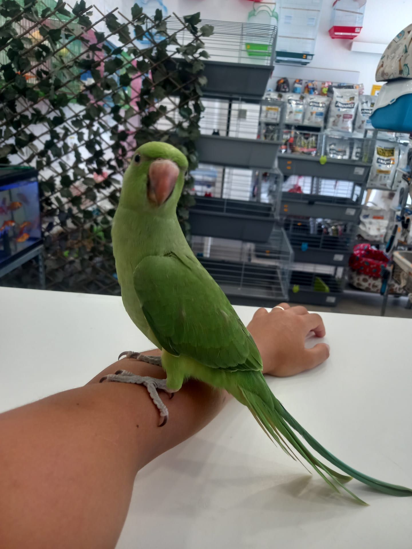 Ring Neck Domesticados ( Loja Profissional )