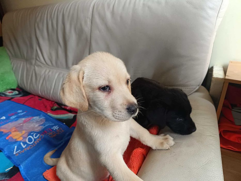 Labrador szczeniak [Bielsko-Biała]