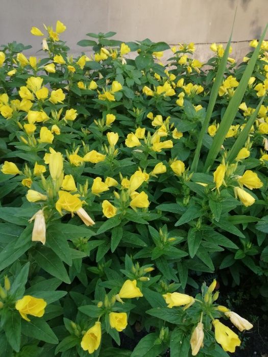 Энотера, желтая.