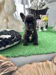 Bulldog Frances menina linda