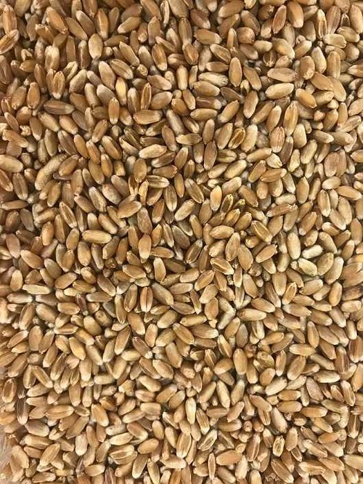 Насіння озимої пшениці
