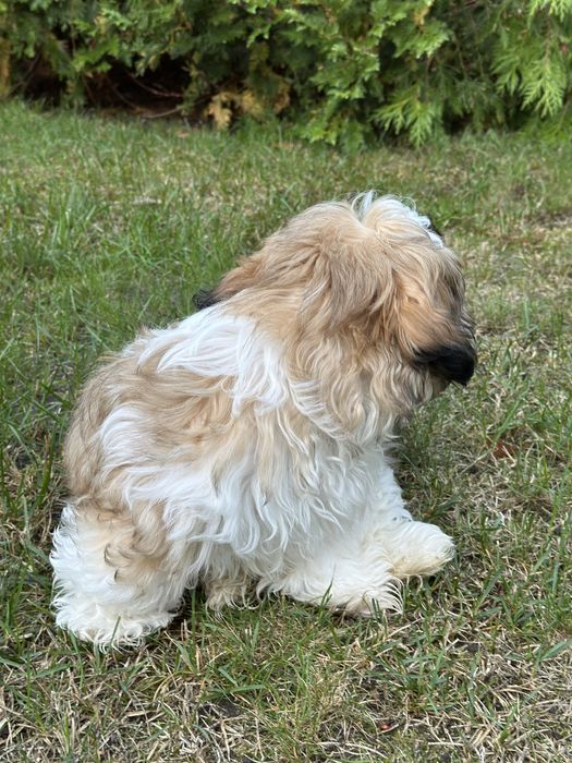 Szczeniak Shih tzu z rodowodem -ZAREZERWOWANY