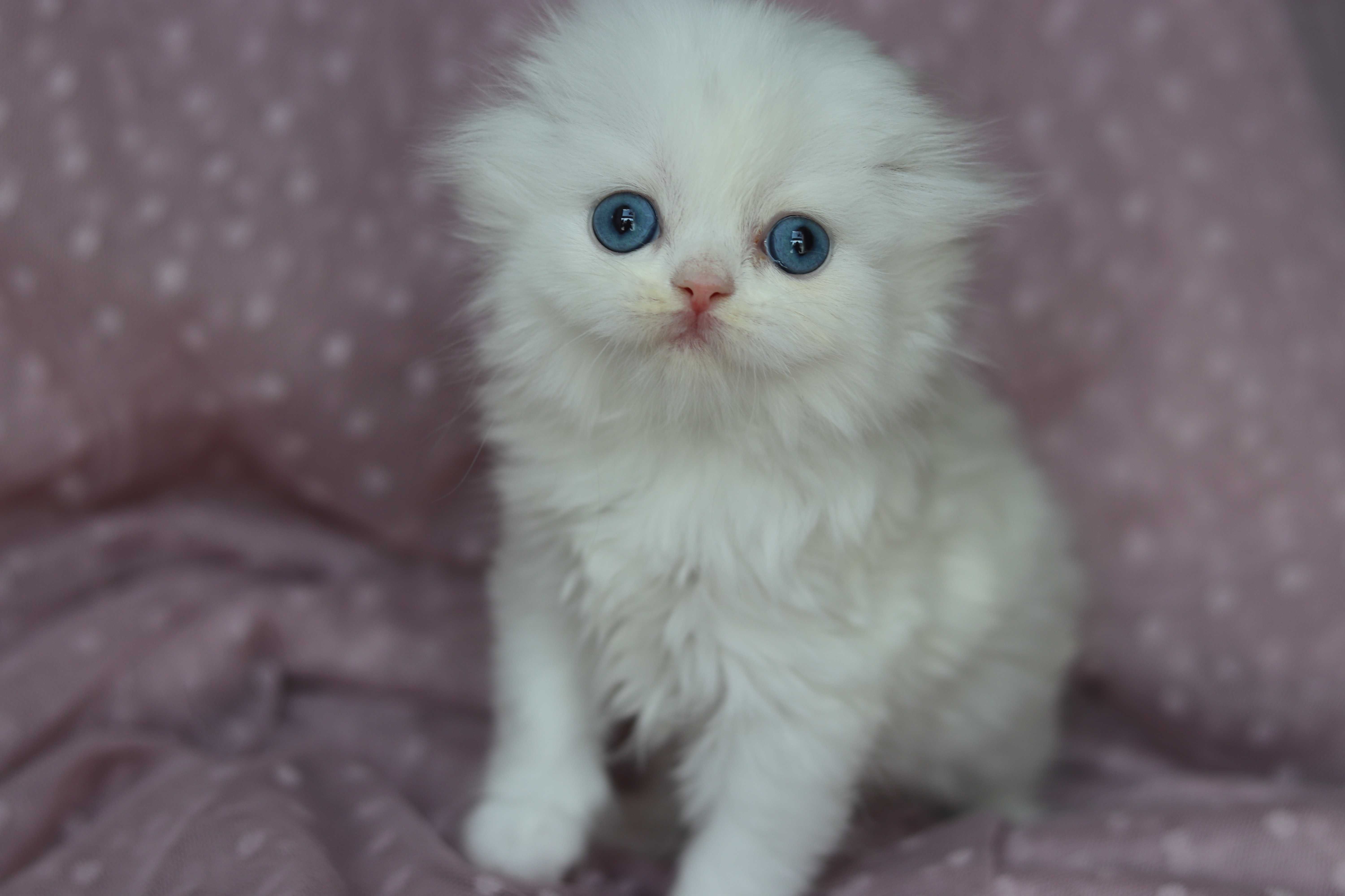 BIAŁA KOTKA NIEBIESKIE OCZY Szkocki zwisłouchy Scottish fold PZF WCF