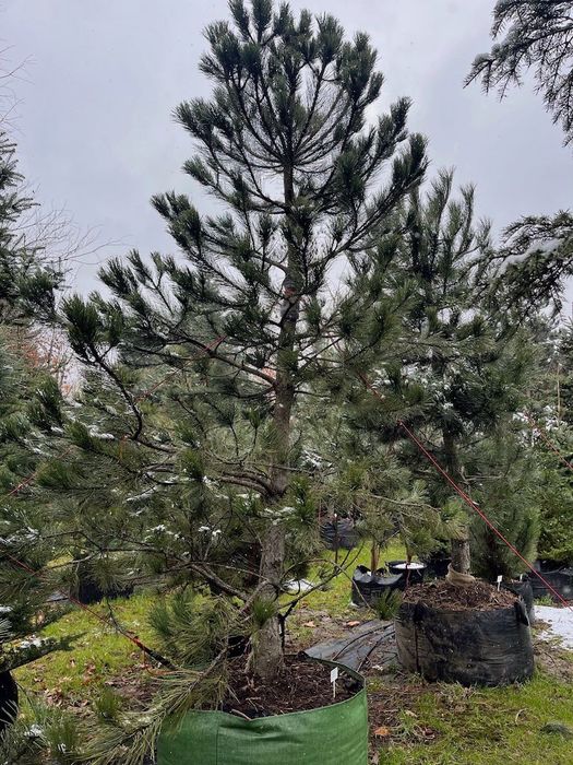 Sosna czarna (Pinus nigra)