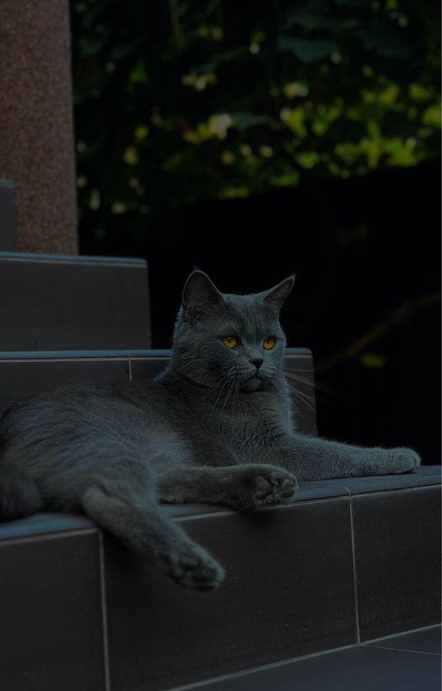 Британські кошенята, чистокровні