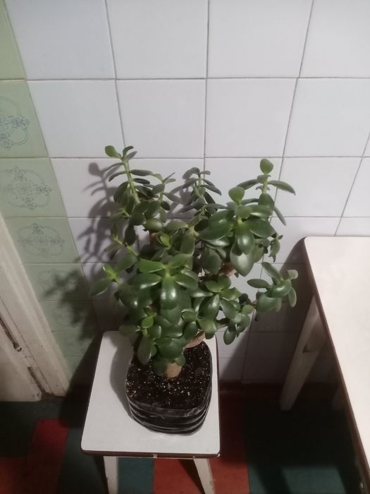 Денежное дерево толстянка