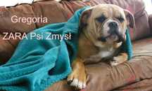 buldog kontynentalny