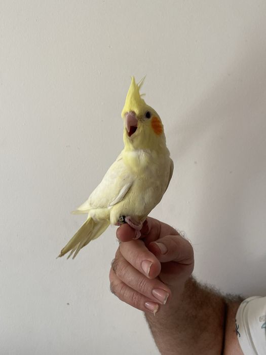 Caturras criadas à mao e para acabar de criar à mão