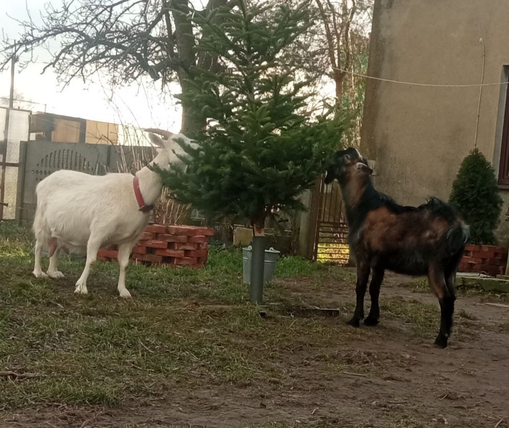 Koziol i koza na sprzedaz.