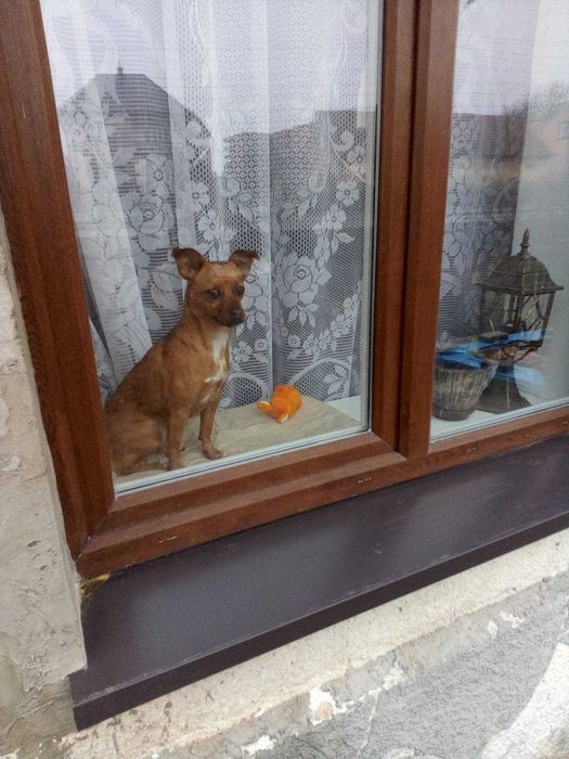 Віддам собачку в добрі руки