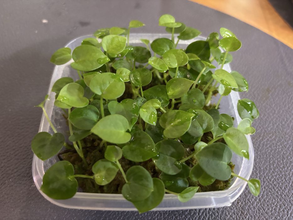 Hybrydy anthurium siewki Fort Sherman Forgetii Magnificum Crystalinum