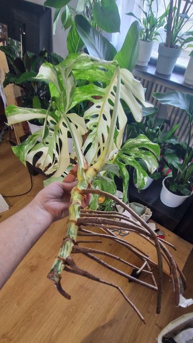 Monstera variegata