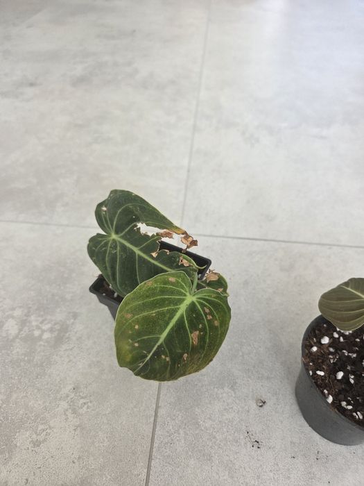 Filodendron melanochrysum ukorzenione