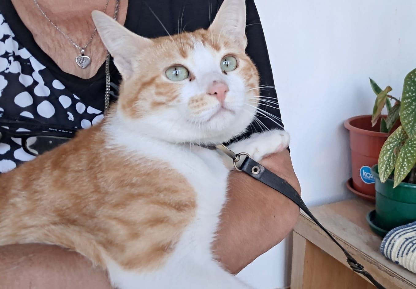 Simba - gato jovem para adoção