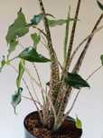 Alocasia alokazja zebrina duża