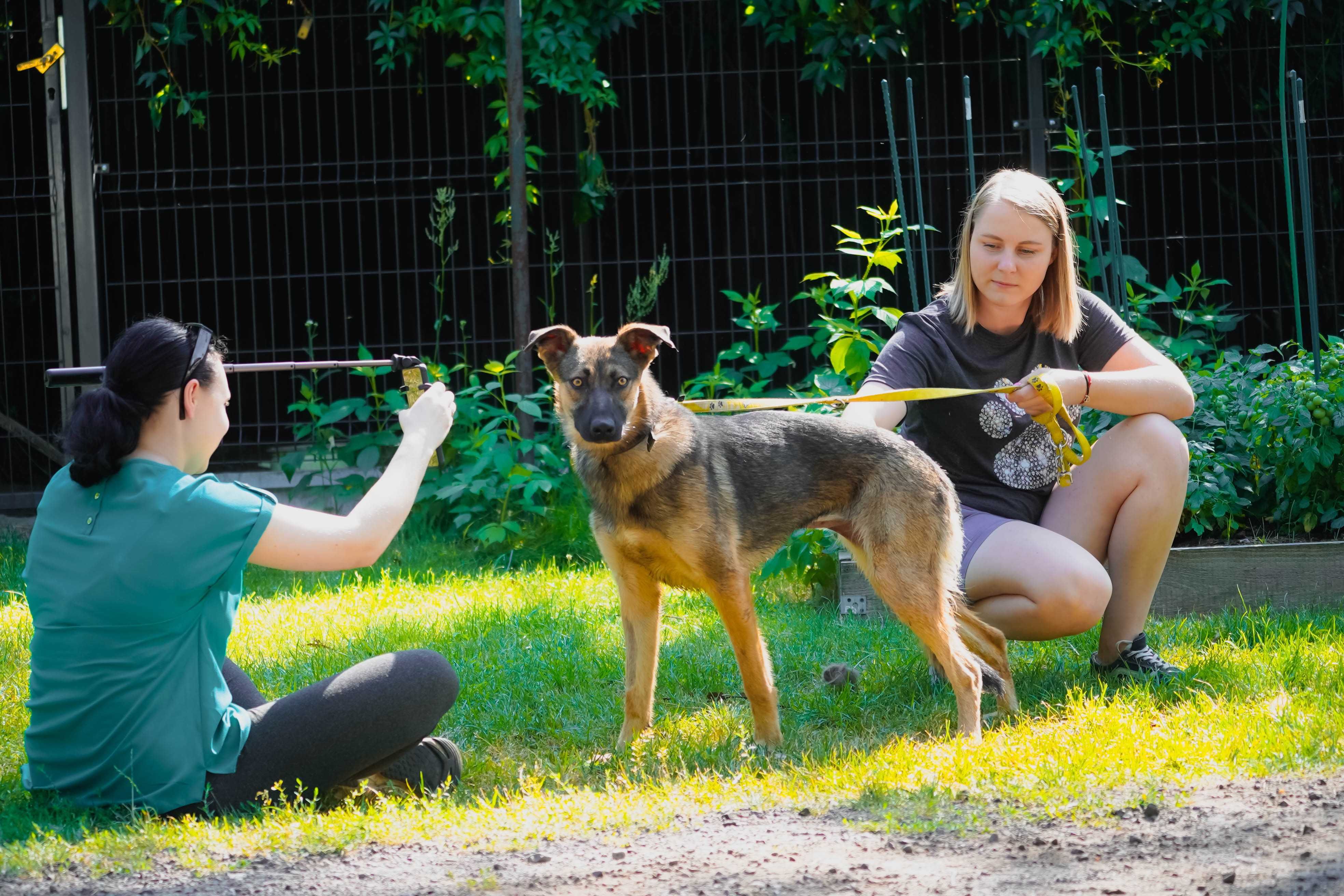 Dakota - mega fajna młoda sunia do adopcji