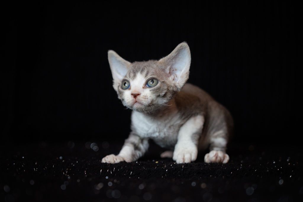 Devon Rex* chłopczyk* Erwin* niebieski bicolor pręgowany