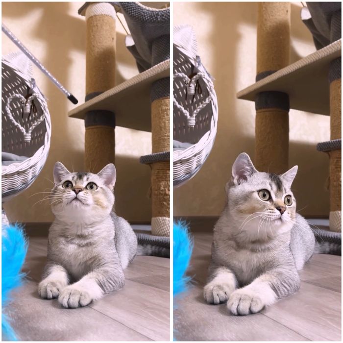 Котик срібна тікірована шиншила
