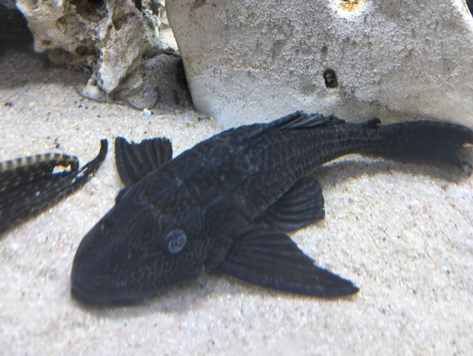 Troco plecos por ciclídeos ou ancistros