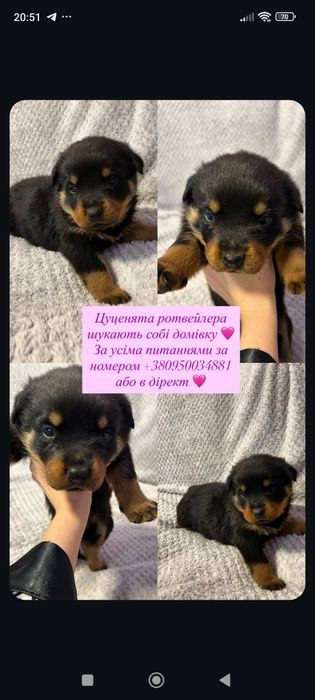 Открыта бронь щенки породы ротвейлер