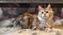 Maine Coon cudne dziewczynki