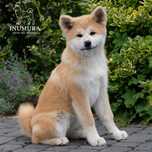 Akita inu akita japońska suczka ZKWP gotowa do odbioru