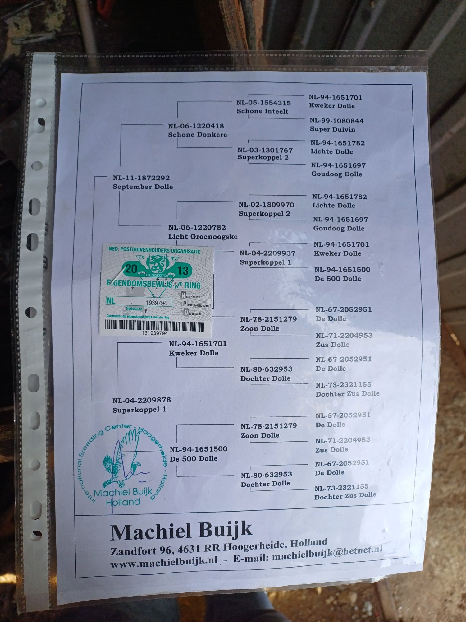 Golebie młode Ardeny