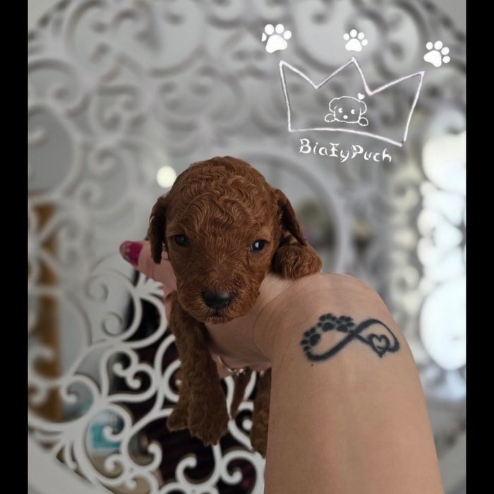 Pudel toy  OSTATNIA SUCZKA red grudzien badania wyprawka paszpor