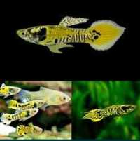 Guppys black moscow e Yellow tiger neocaridina Yellow neon back