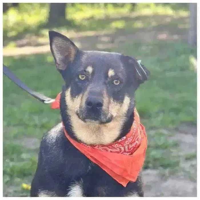 Активная собака ищет дом