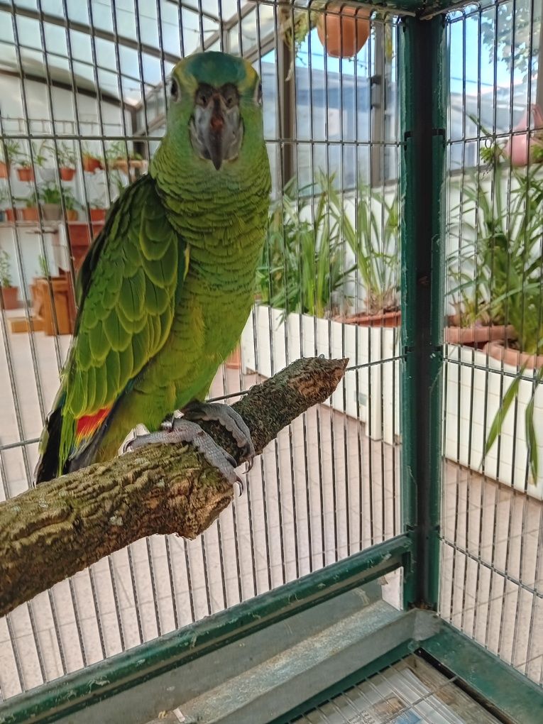 Papagaio Amazona Aestiva