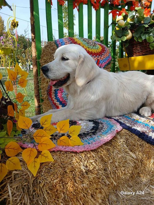 Цуценята голден ретрівер