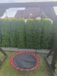 Sprzedam Bujaczkę