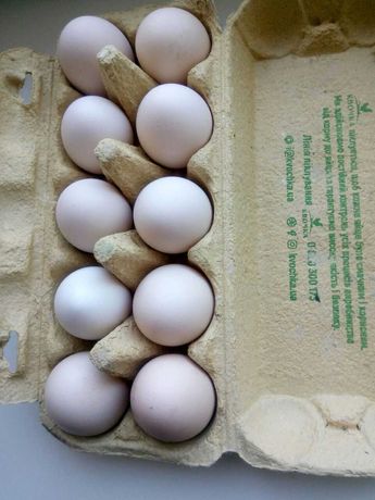 Яйця домашні десяток