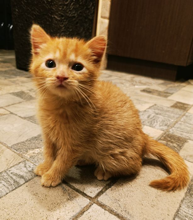 Кошеня у добрі руки