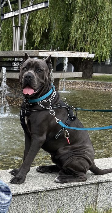 Reproduktor  Cane corso italiano Zpr