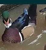 Gansos perus galinhas fracas cisnes