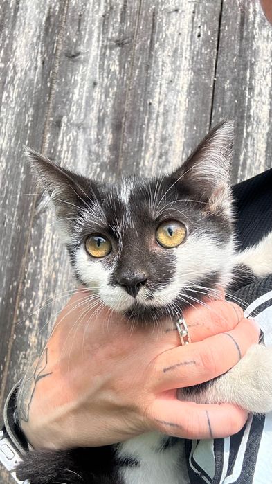 Piękne kotki szukają domu