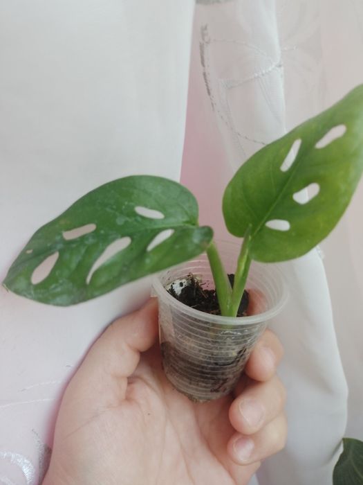 Монстера адансоні вкорінений монстера себі блю