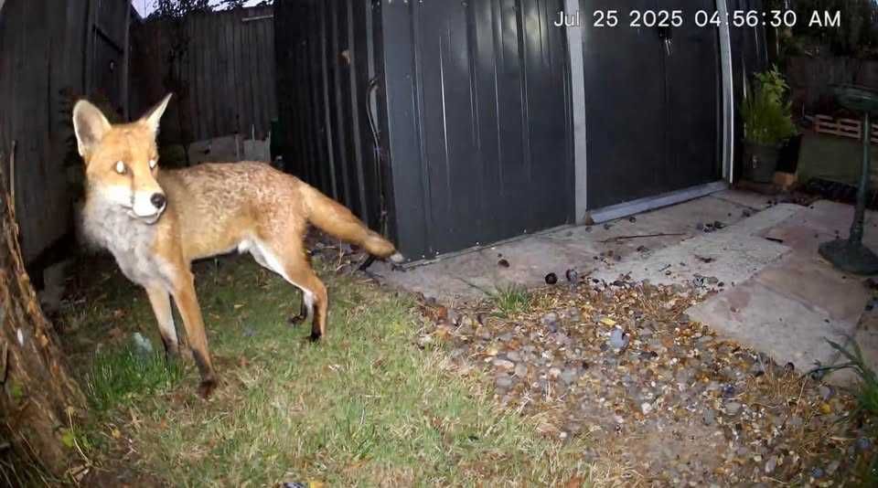 Câmera de Caça/Trilha com painel solar - Cartão de dados 4G