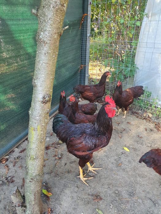 Jaja lęgowe karmazyn