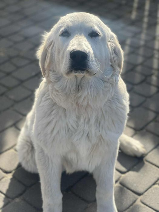 Owczarek podchalański