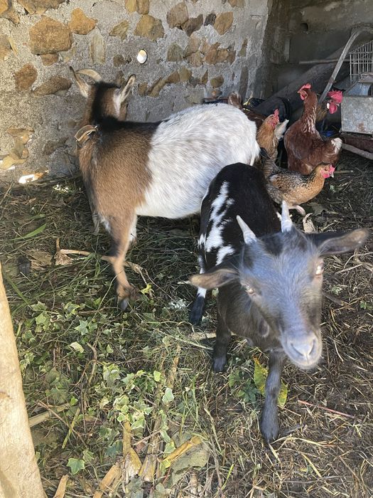 Vendo cabras de quinta