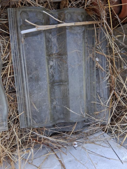 Pata Leão  cumes e outros restos novos