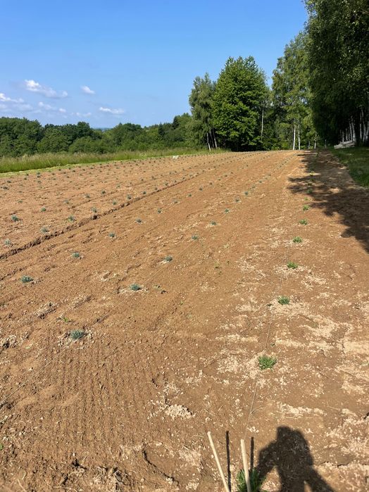 Usługi ogrodnicze BEE.GARDEN