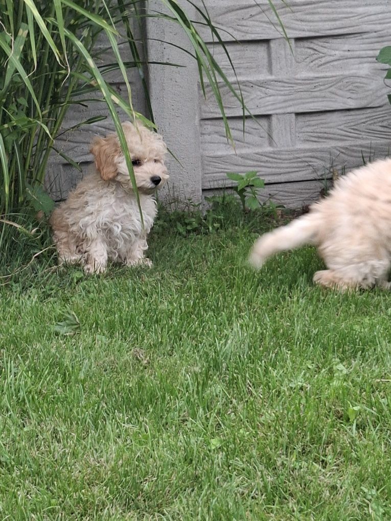 Maltipoo 12 tygodni