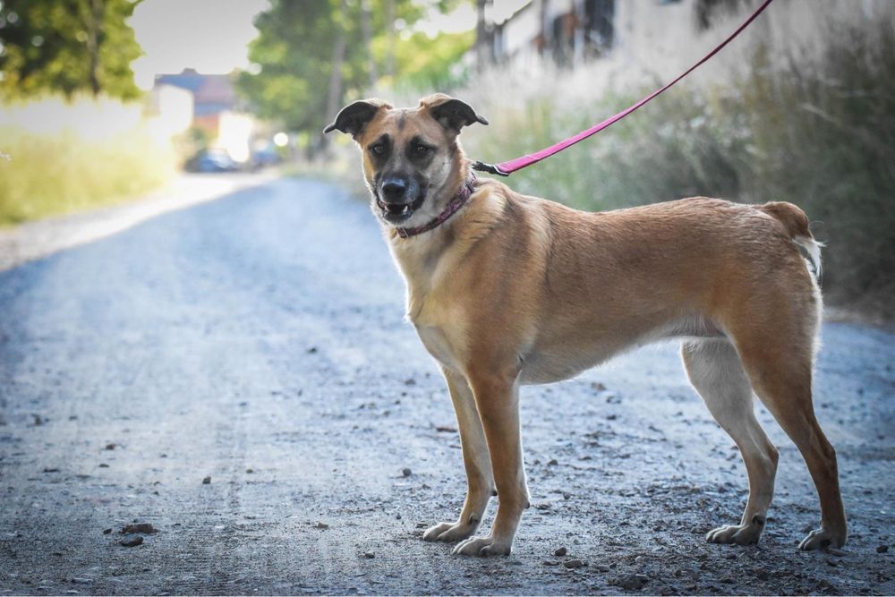 Masza czeka na swój dom