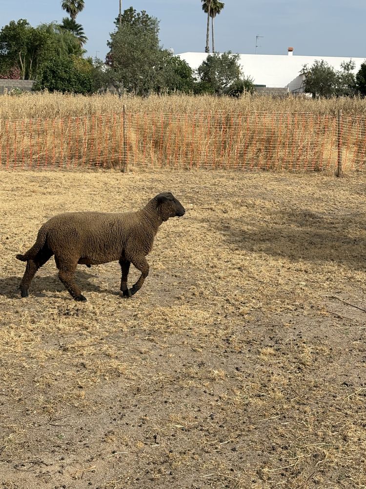 Borrego cruzado de Charolês